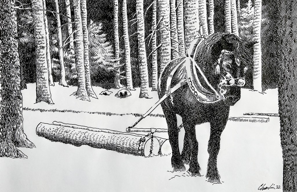 pen and ink drawing of a Belgian draft horse pulling logs through a forest